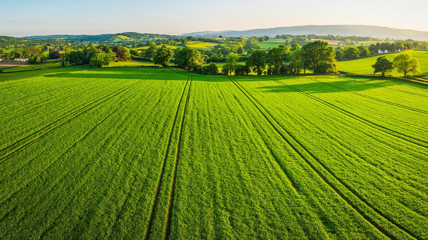 green grass sky header news