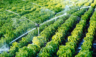 Agricultural watering