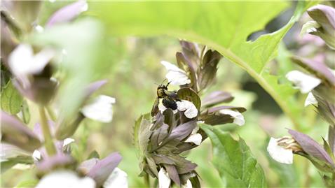 rapport-de-progres-biodiversity-uk-nature