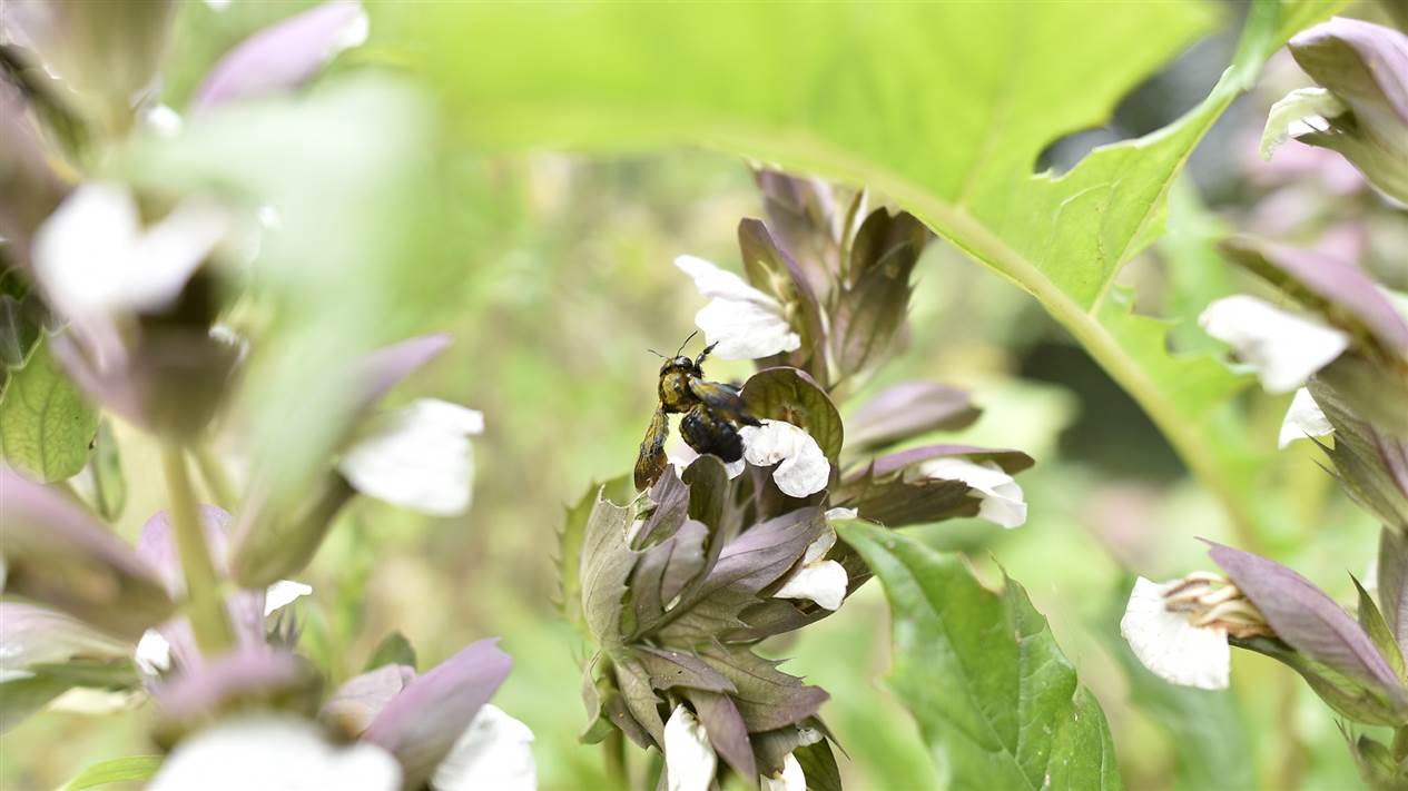 rapport-de-progres-biodiversity-uk-nature