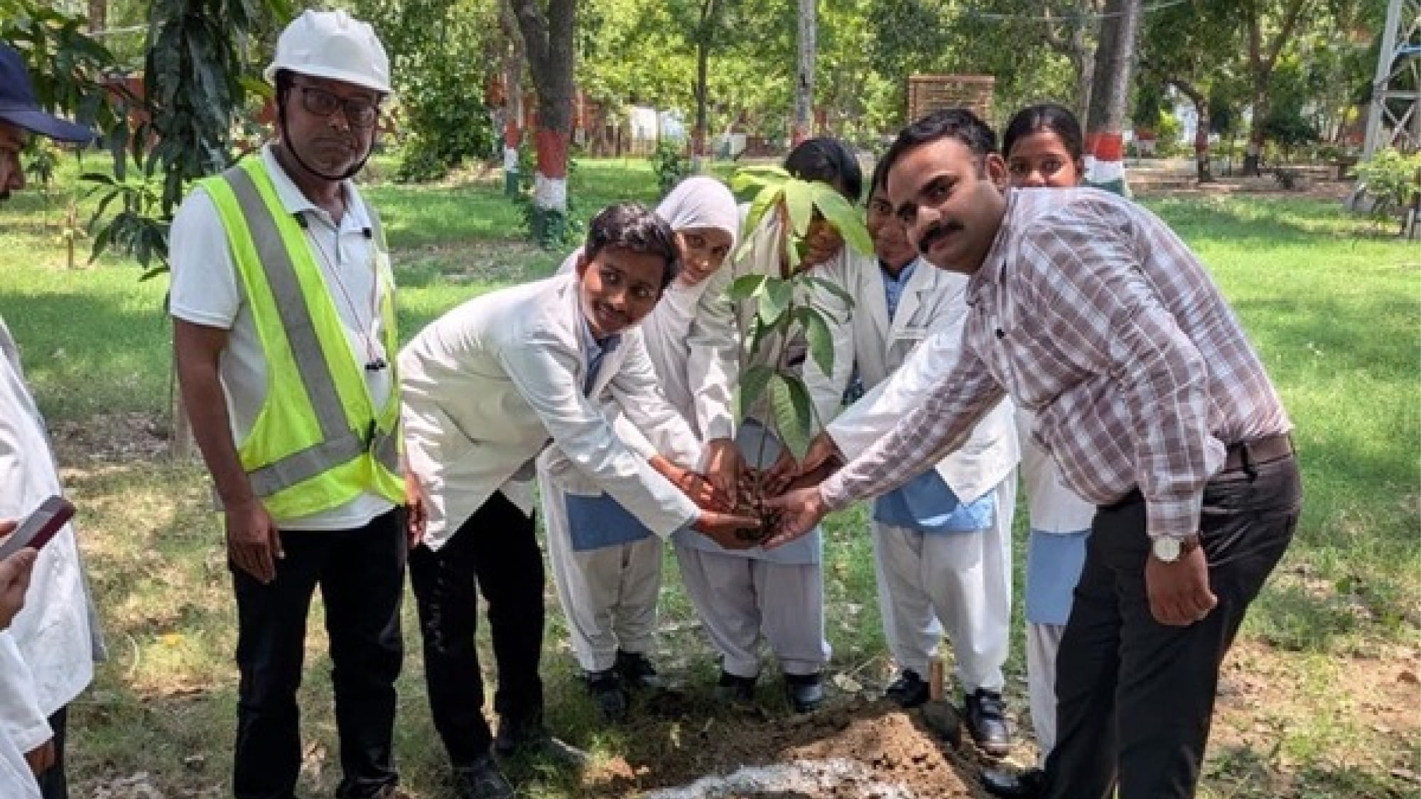 tree plantation