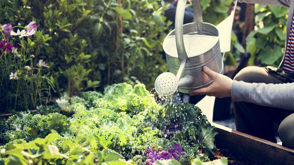 Covid 19 gestes arrosage jardin