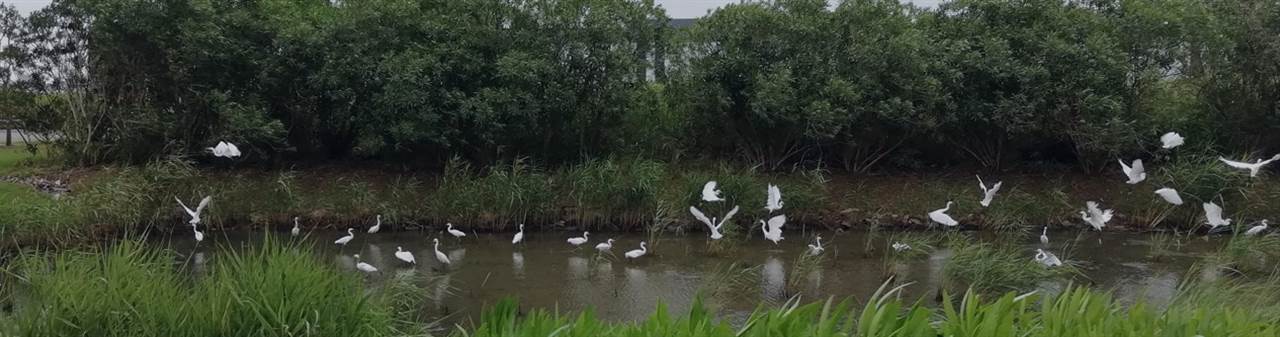 SCIP-wetland-1265x395-filtre-bleu
