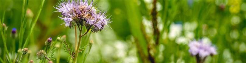 Flowers-Mitigation-GHG
