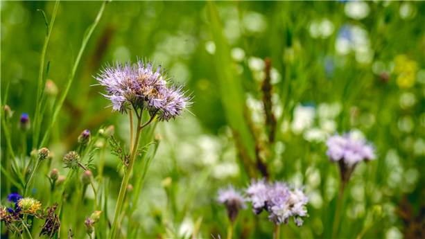 Flowers-Mitigation-GHG