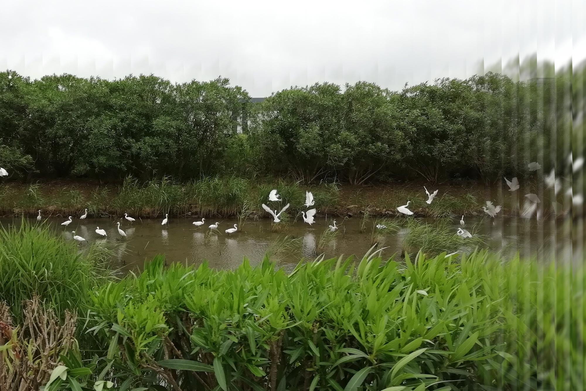 SCIP-wetland-gradient