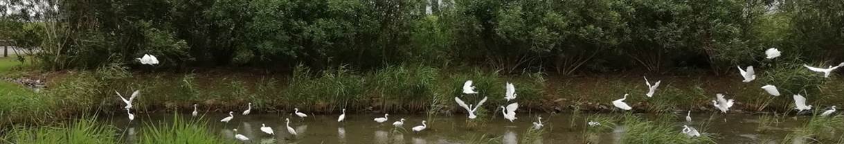 SCIP-wetland-1265x395