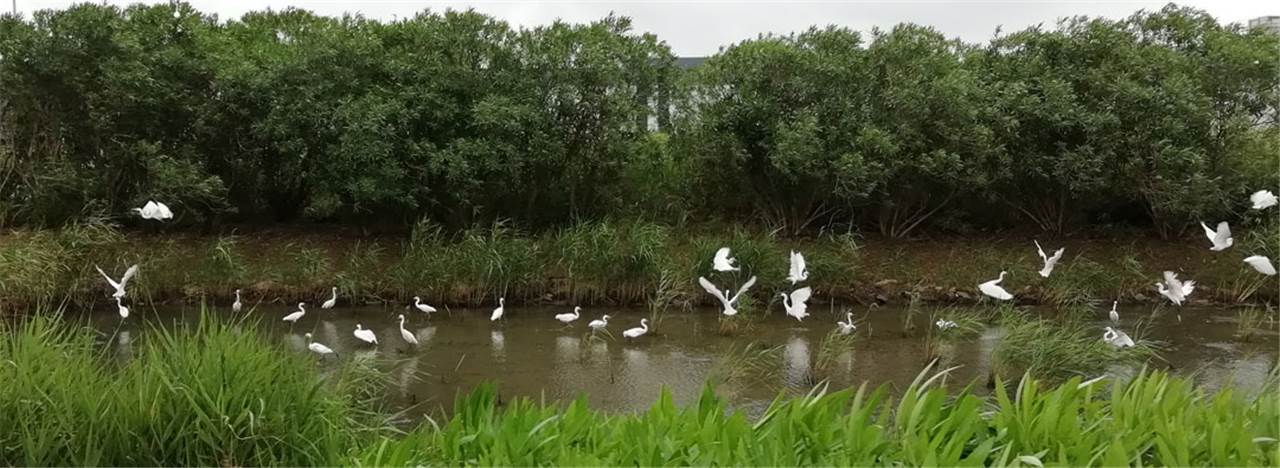 SCIP-wetland-1265x395
