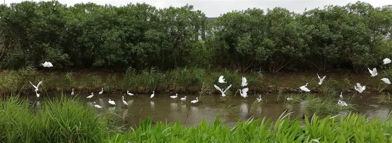 SCIP-wetland-1265x395