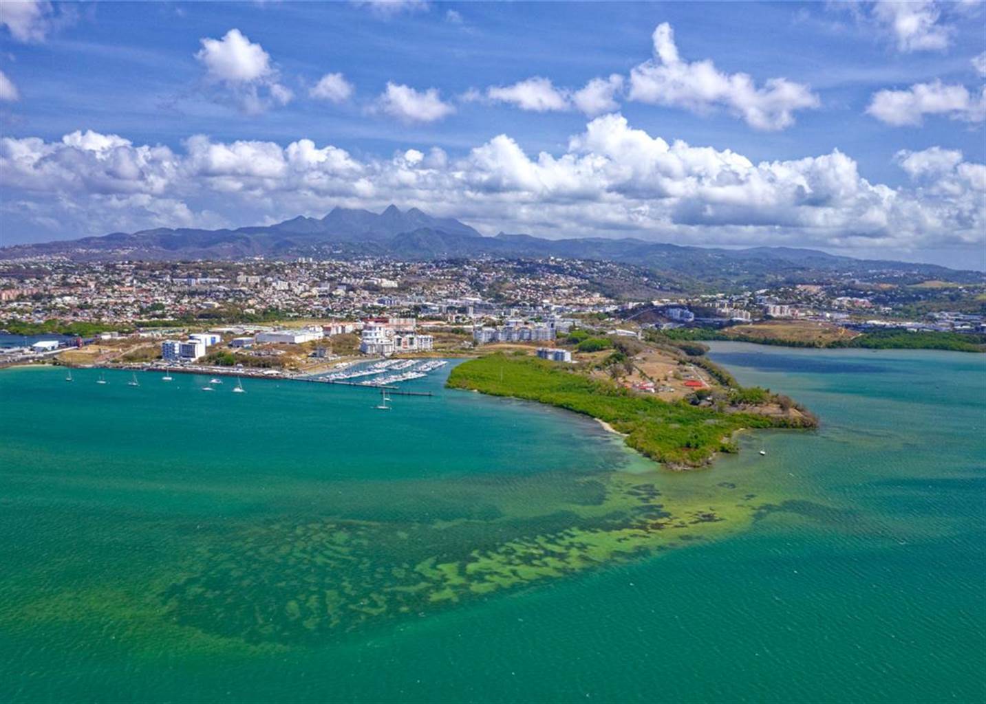 martinique port mangrove
