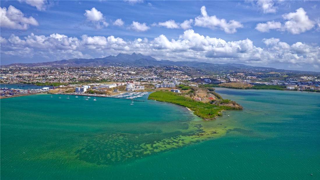 martinique port mangrove