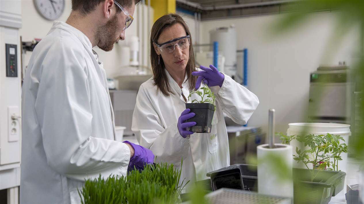 CIRSEE-Test-agronomique-chambre-de-culture
